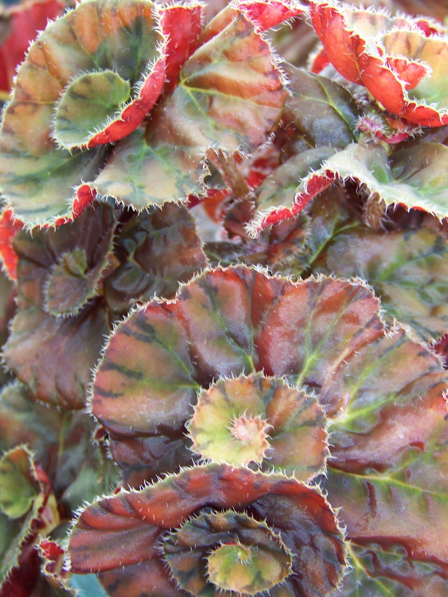 B. ‘Rosalie’